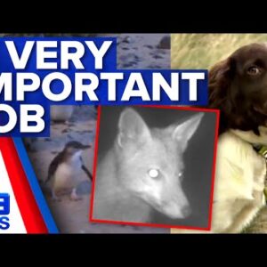 Special dogs hand-picked as puppies to protect penguins | 9 News Australia