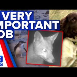 Special dogs hand-picked as puppies to protect penguins | 9 News Australia