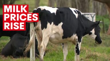 Milk prices increasing across Australia | 7NEWS