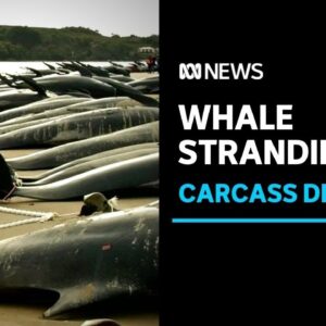 Whale carcasses towed out to sea after mass stranding on Tasmania's west coast | ABC News