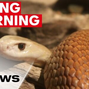 Experts urge people to take care as snake season begins | 7NEWS