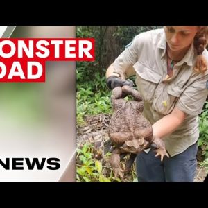 Monster 2.7kg cane toad dubbed 'Toadzilla' found near Airlie Beach in Queensland | 7NEWS