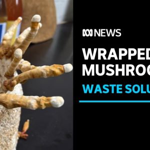 Fungi packaging could be answer to plastic problem | ABC News