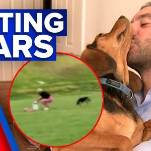 Dog walkers warned of an alleged suspected baiting incident | 9 News Australia