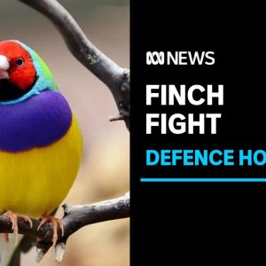 Residents devastated after minister approves project that could impact Gouldian finches | ABC News