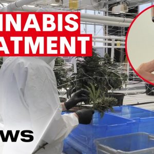 Some doctors call for medicinal marijuana to be more available to help with pain relief | 7NEWS