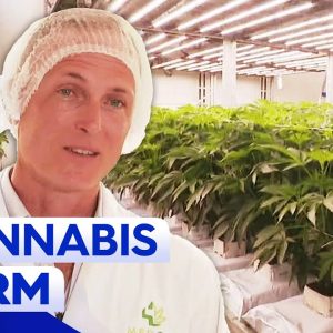 Queensland home to multi-million dollar medicinal cannabis farm | 9 News Australia