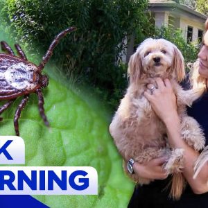 Warning for pet owners as cases of paralysis ticks increase | 9 News Australia