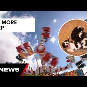 More than 100,000 expected to attend the Ekka this weekend | 7NEWS