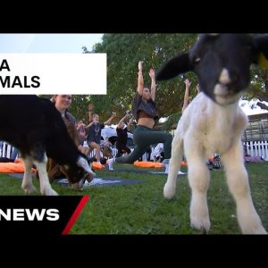 Perfect blue skies make for great second day at The Ekka  | 7NEWS