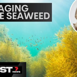 Scientists discover anti-aging qualities in Aussie Seaweed | 7 News Australia