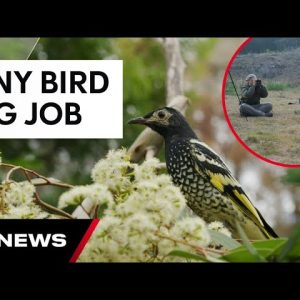 Tiny Australian bird, with a big job, making a come back | 7 News Australia