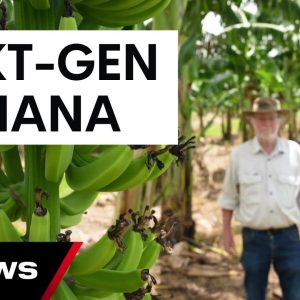 World-first genetically modified banana approved for human consumption | 7 News Australia