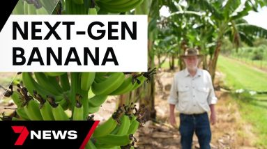 World-first genetically modified banana approved for human consumption | 7 News Australia